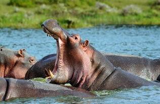 大河马吃瓜动物视频